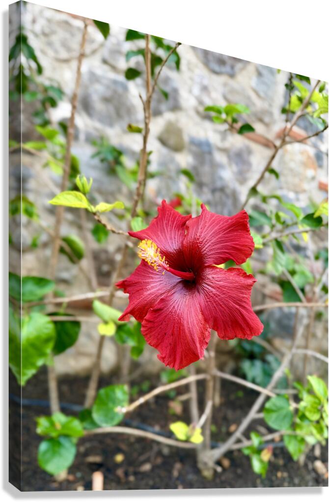 IMG 9955 Canvas Print