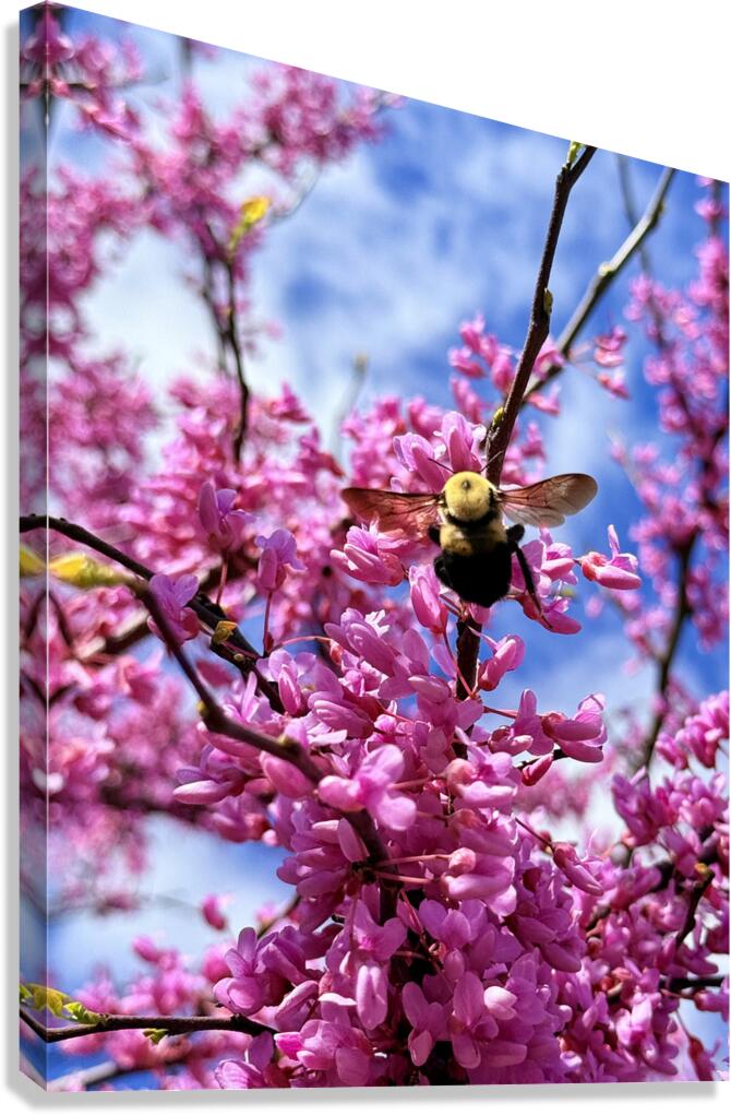 IMG 1683 Canvas Print