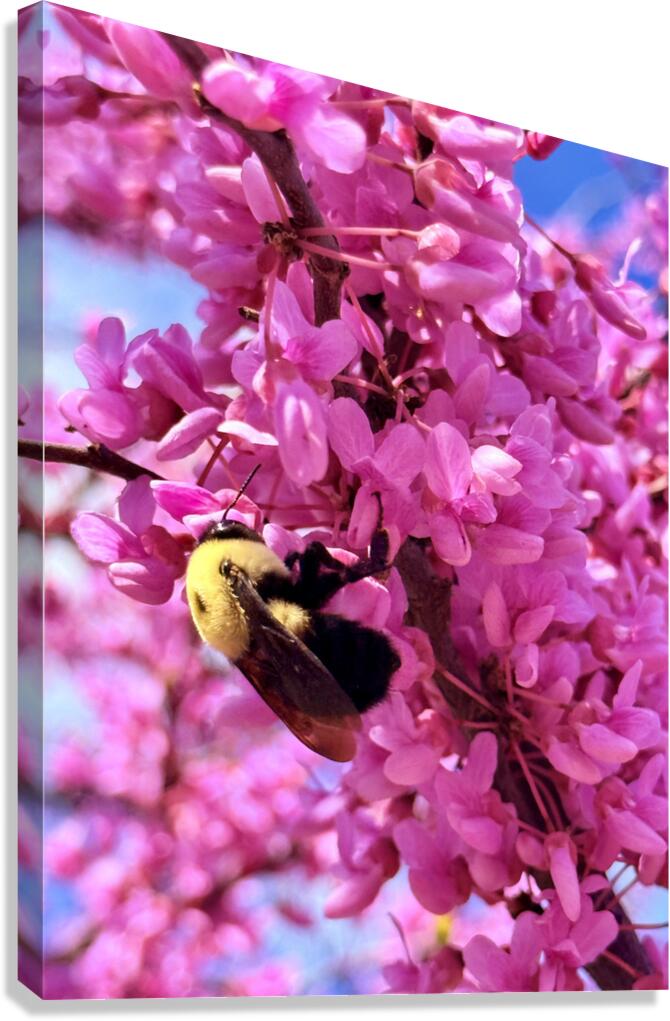 IMG 1670 Canvas Print