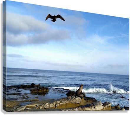 Seal Bird Watching 3 Canvas Print