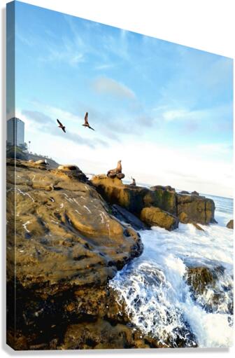 Seal Meditation Canvas Print