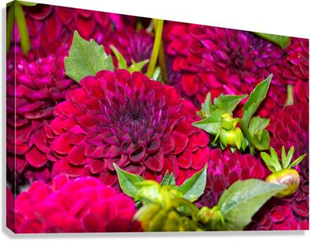 Flower Bloom 4 Canvas Print