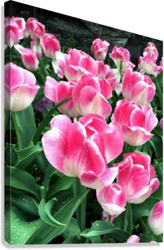 Tulips Are Better Than One B Canvas Print