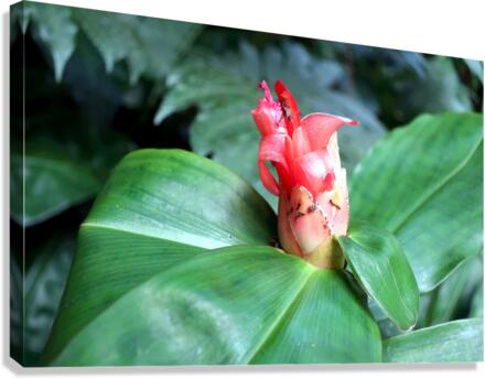 Flower Bud Canvas Print