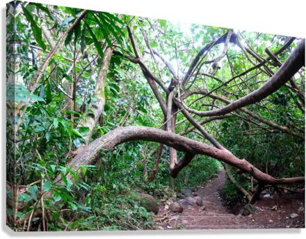 Branches of Life Canvas Print