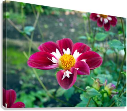 Crimson Bloom Boom   Canvas Print