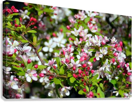 A Berry Cherry Blossom Day to You Canvas Print