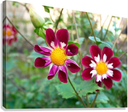 Flower Bloom 5B Canvas Print