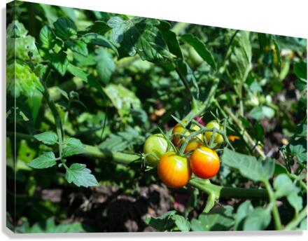 Scarred Cherry Tomato Canvas Print