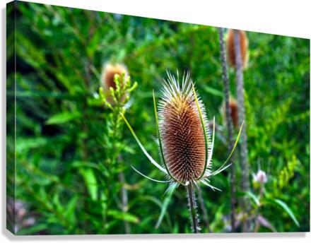 A Beautiful Prick Canvas Print