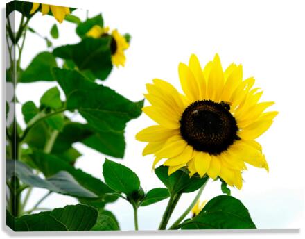 Hello Sunshine   Canvas Print