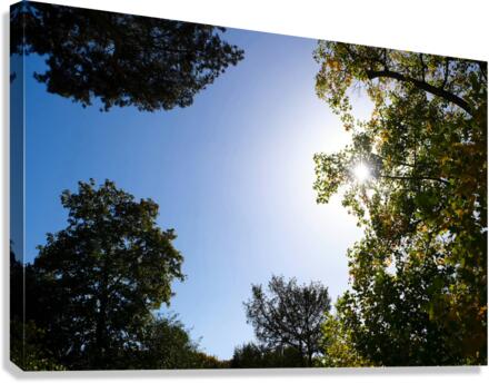 Seeing the Light Canvas Print