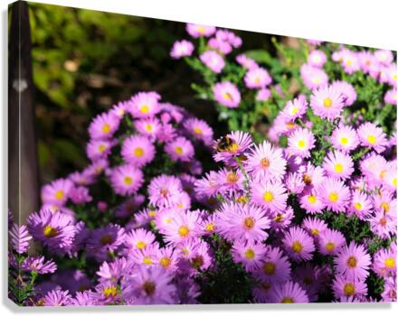 Pink Daisies  Canvas Print