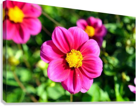 Flower Bloom 7 Canvas Print