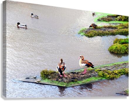In Living Color Ducks Canvas Print