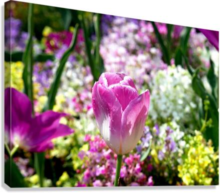 Tulips Are Better Than One 2 Canvas Print