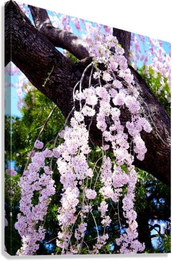 Cherry Blossom 3B Canvas Print