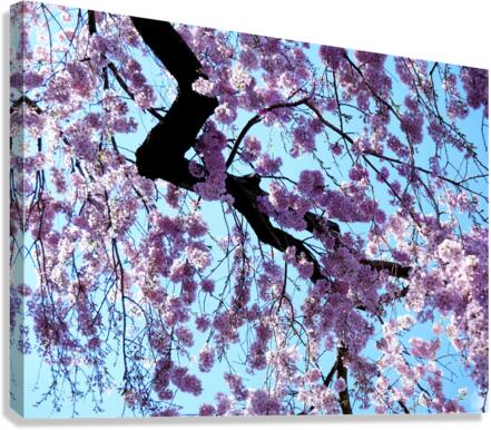 Cherry Blossom 3 Canvas Print