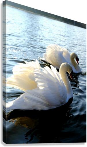 Wings of Love Pair 1A Canvas Print