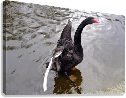 A Black Swan Moment 2B Canvas Print