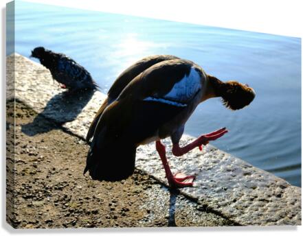 Is the Sky Falling...Just Checking Canvas Print