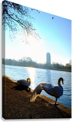 Swan Yoga Morning Stretch 2 Canvas Print