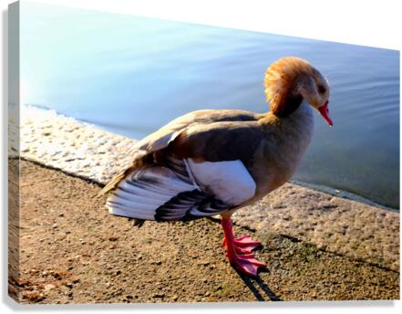 Duck Pose Canvas Print