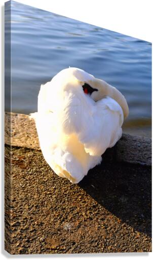 Swan at Rest Canvas Print