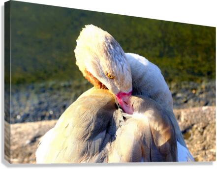 Evil Eye Swan Canvas Print