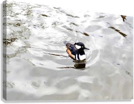 Only The Lonely Loon Canvas Print