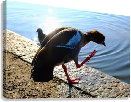  Step Off the Deep End Canvas Print