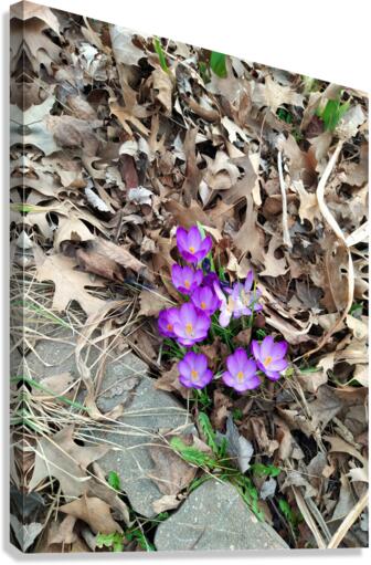 Petals of Renewal Canvas Print
