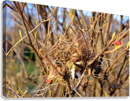 Sanctuary Among Branches Canvas Print