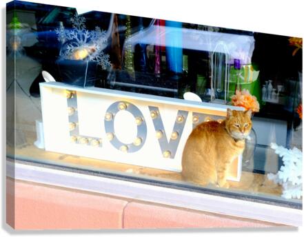 Window Watcher Canvas Print
