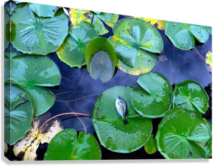Resting Above the Depths Canvas Print