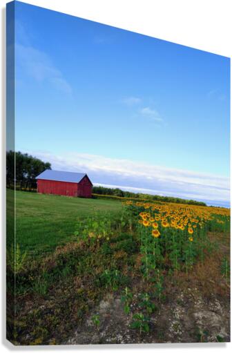Golden Silence Canvas Print