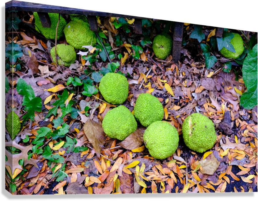 Osage in Autumn Canvas Print