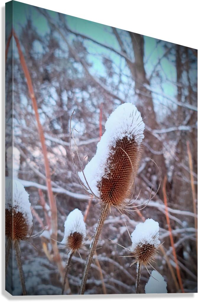 Frozen Lollipop Thistle Canvas Print