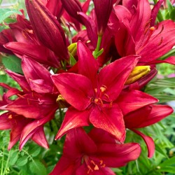 The Gathering of Fire Blooms