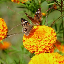 In Bloom and Flight: A Conversation in Color