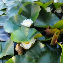 The Secret Life of Lilies