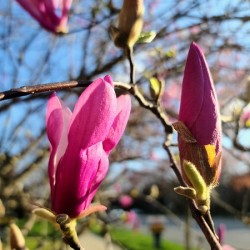 Buds of Hope and the Promise of Spring