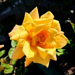 Sunwrought Yellow Rose