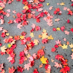 Colorful Fallen Beauties