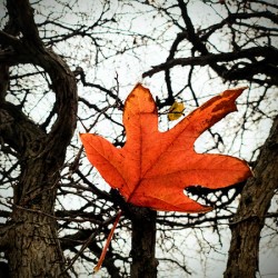 A Fallen Farewell: One Last Note