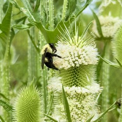 Teasel’s Midday Guest
