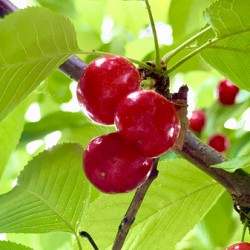 Ripened Silence: Cherries in the Suns Embrace
