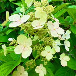  Pale Hydrangea Cluster