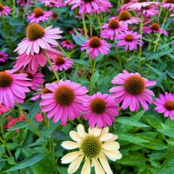 The Garden Collective