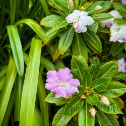 Green Rhythm Pink Pause